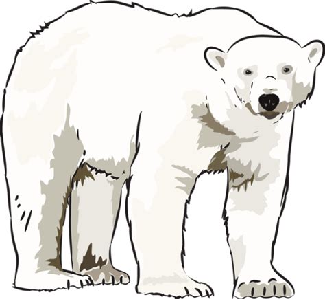 Polar Bear Clip Art The Cliparts Clipartix