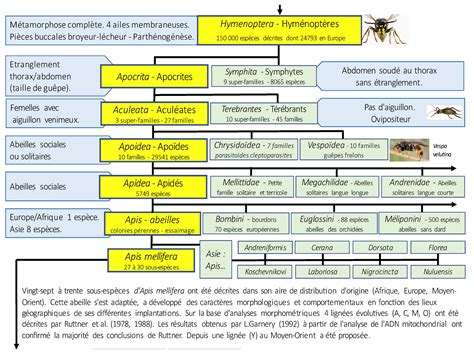 Classification Des Principaux Insectes — Société Centrale Dapiculture