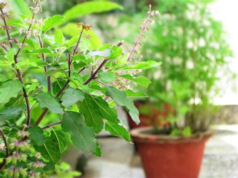 How To Grow Tulsi Plant Care And Growing Holy Basil