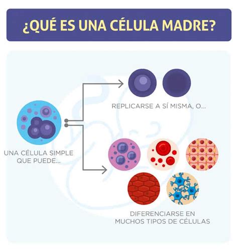 ¿qué Son Las Células Madre Celulas Madrela