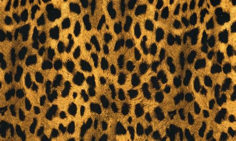 Cheetah Print My Dip Kit