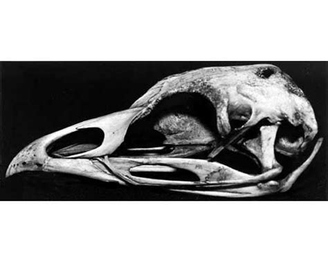 Astuccio Corneo Che Forma Il Becco Degli Uccelli - Atlante di anatomia comparata - Apparato Scheletrico