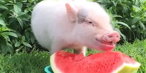 Animals Eating Watermelon Videos The Dodo