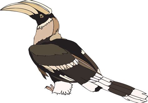 Including transparent png clip art, cartoon, icon, logo, silhouette, watercolors, outlines, etc. Gambar Burung Enggang Hitam Putih | Gambar Burung Wallpaper
