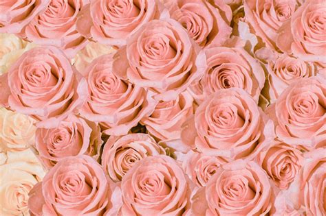 Pink Roses Dew Pink Rose Beauty Wall Background Stock Photo Download