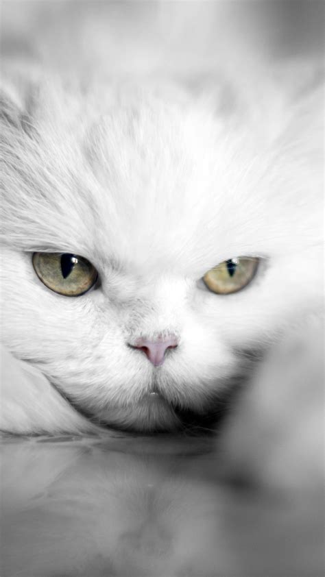 Samsung Galaxy S7 White Cat Wallpaper Gallery Yopriceville High