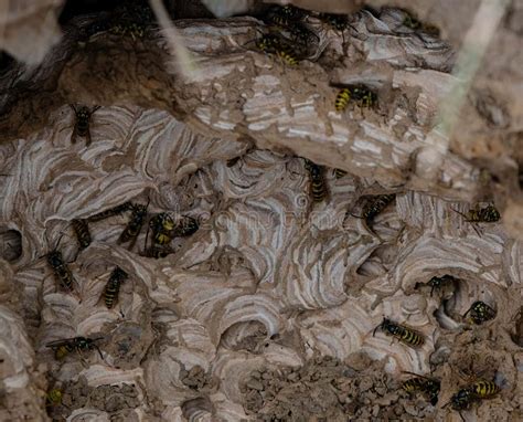 Colony Of Wasps In A Nest Stock Photo Image Of Nest 229361102