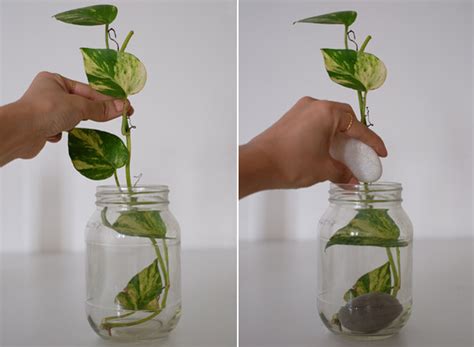 How much to water money tree. DIY: Money plant in glass bottle - JewelPie