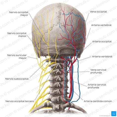 Columna vertebral Anatomía vértebras articulaciones Kenhub