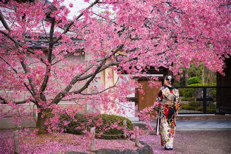 Kyoto Cherry Blossom Guide And Sakura Viewing Tips Travel Caffeine