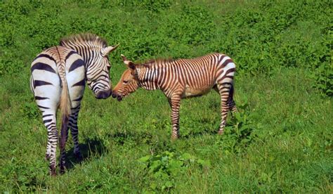 Catching Up With The Zebra Colt Smithsonians National Zoo And