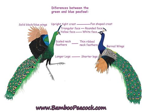 Green Peafowl Vs India Blue Peafowl Peafowl Pet Birds Peacock