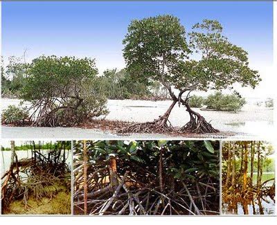 Batang pokok hutan konifer dan hutan monsun tropika digunakan untuk pembalakan untuk dieksport dan dijadikan kertas. UNIT 14 : KEPENTINGAN TUMBUHAN SEMULAJADI DI MALAYSIA