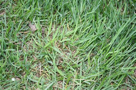 Weedy Grass Indentification Needed And How To Kill It Lawn Care Forum