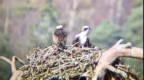 Female And Male Osprey Arrive In Scotland At The Loch Of The Lowes Perthshire Youtube