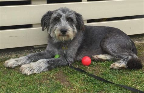 Wilma 6 7 Year Old Female Bearded Collie Cross Dog For Adoption