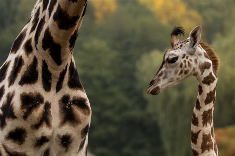 V zoo ostrava tvoří většinu všech tržeb právě příjmy ze vstupného, o které jsme přišli. Nové přírůstky - Expozice a zvířata - Zoo Ostrava