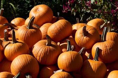 The best things to do this fall around new york city with kids including apple picking, fall foliage getaways and fun parks for families. 26 Fall Harvest Festivals Near Philly: Pumpkins, Apples ...