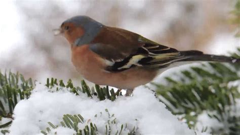 Vögel bewohnen nicht nur wälder, felder, wiesen und berge. Vögel im winterlichen Garten | FunnyDog.TV