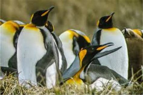 Parque Pinguino Rey Porvenir 2019 All You Need To Know Before You