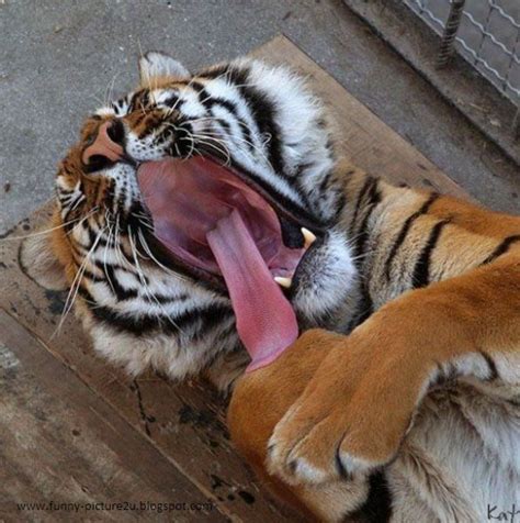 Yawning Funny Picture 2012 ~ Funny Images And Jokes