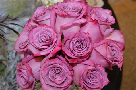 Deep Purple Roses Purple Roses Rose Radiant Orchid