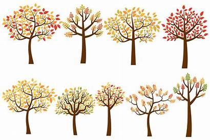 Autumn Tree Trees Fall Clipart Clip Yellow