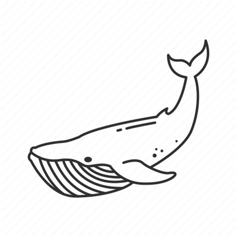Blue Whale Drawing Outline Orca Clipart Free Images Black And White