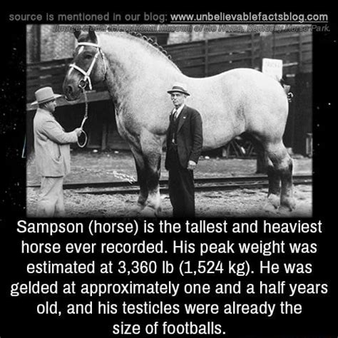 Com Sampson Horse Is The Tallest An Heaviest Horse Ever Recorded
