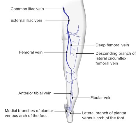 Lower Limb Venous Anatomy