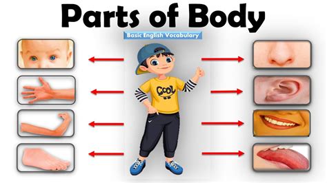 Learn Parts Of Body Name Parts Of Body Name In English Human Body