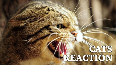Cats Reaction Funny Cats Video And Their Reactions Youtube