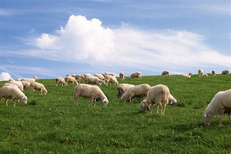Sheeps Paradise Fields Of Gold Sheep Paradise Explore Photography