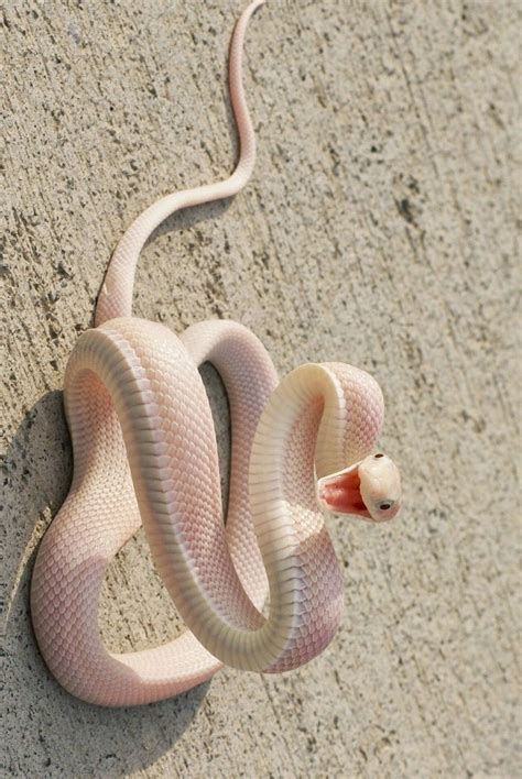 Albino Mamba Snake Cute Snake Snake Mamba Snake
