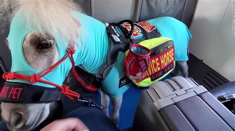 Mini Horse Takes Therapy Skills To New Heights Cnn Video