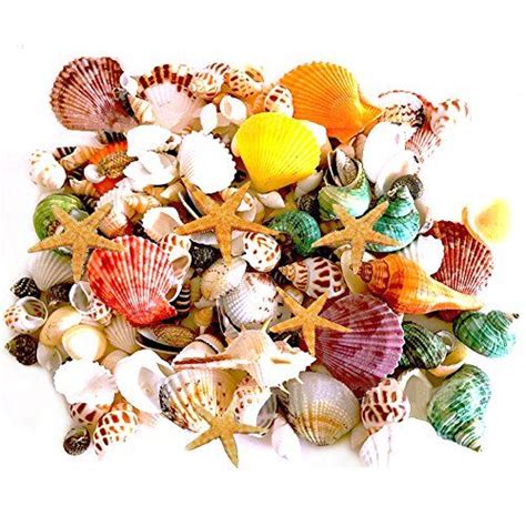 135 Pcs Mini Sea Shells Mixed Beach Seashells Starfish Colorful