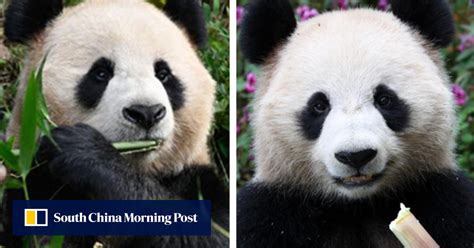 Two Giant Chinese Pandas Land In Qatar For First Ever ‘panda Diplomacy