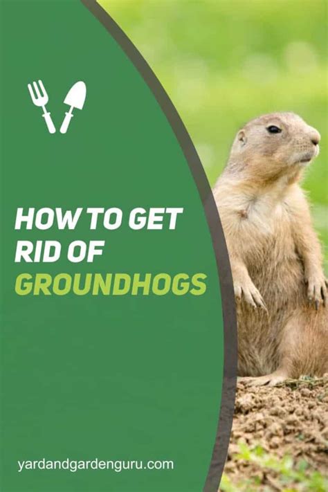 How To Get Rid Of Groundhogs