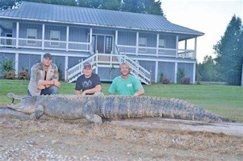 2nd State Record Gator In 3 Days For Mississippi The Dispatch