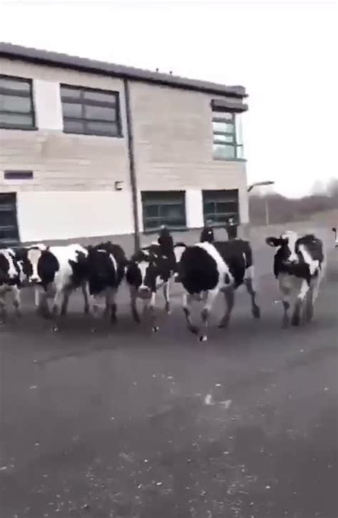 Scots School Put On Lockdown And Pupils Forced To Run Indoors As Herd Of Hungry Cows Invade
