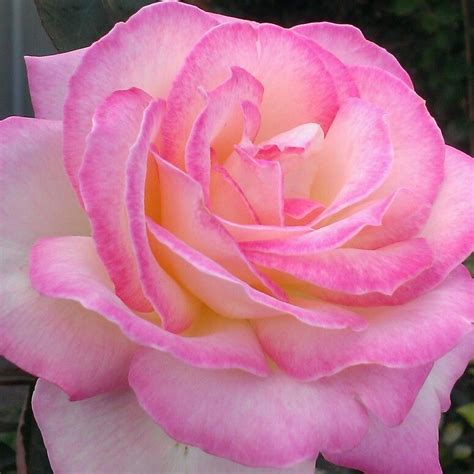 Annas Rose Розы