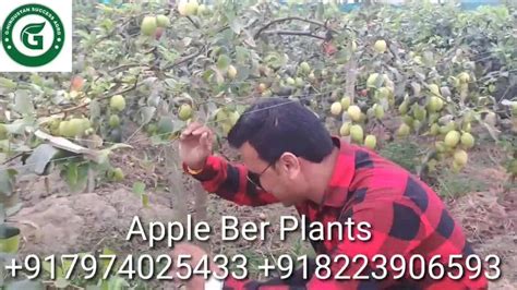 Well Watered Red Miss India Apple Ber Plants For Outdoor At Rs 12plant In Chhindwara