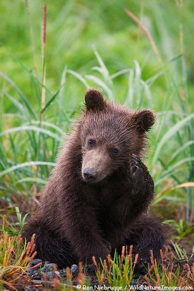 Brown Bear Cubs Are Very Cute And Playful Lake Clark