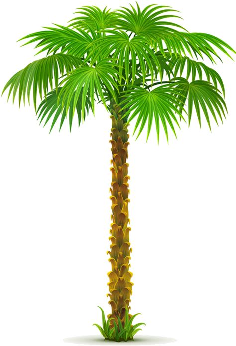 Date Palm Tree Png Pic Png All