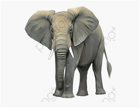 Elephant Clipart Realistic Transparent Elephant Wild