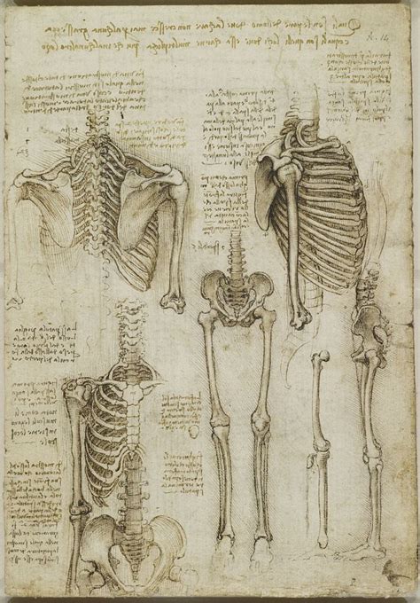 The Startling Accuracy Of Leonardo Da Vincis Anatomical