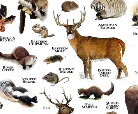 Mammals Of Michigan Poster Print Michigan Mammals Field Etsy