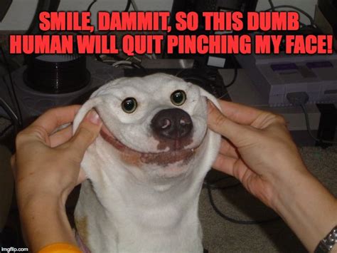 Doggo Smile Imgflip