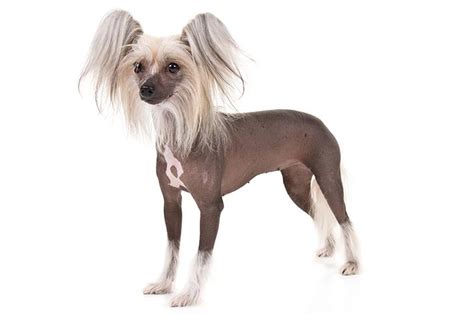 Chinese Crested Dog Breed Information
