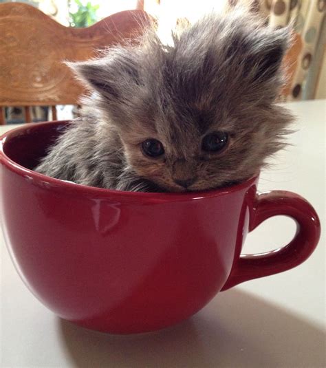 Dior Teacup Kitten Самые милые животные Милые котики Котята